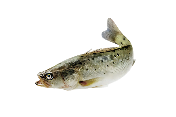 ������1-removebg-preview