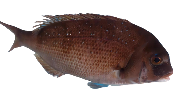 ����3-removebg-preview1