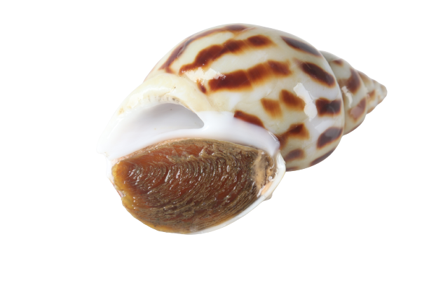 ����1-removebg-preview