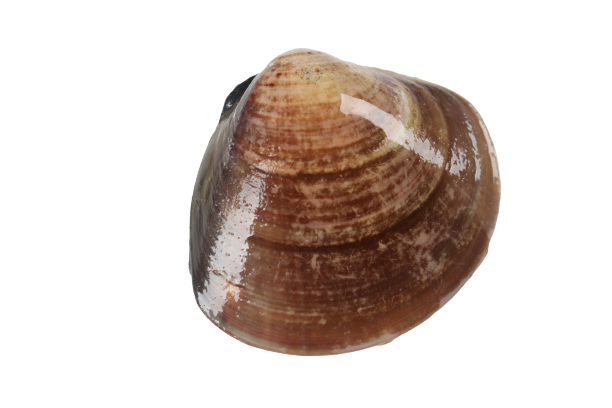 ���ĸ�1-removebg-preview