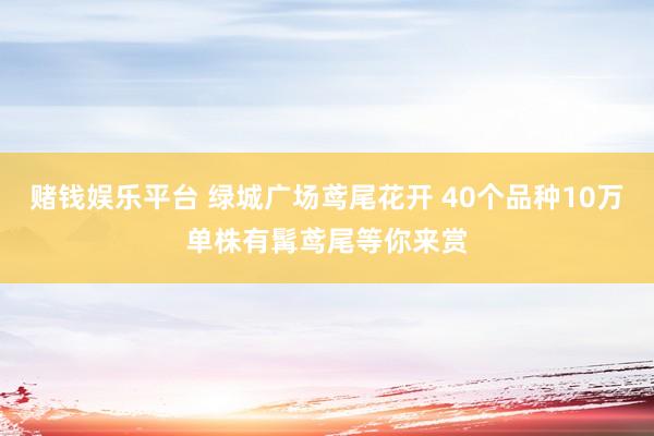 赌钱娱乐平台 绿城广场鸢尾花开 40个品种10万单株有髯鸢尾等你来赏